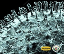 El nuevo Coronavirus (COVID-19)